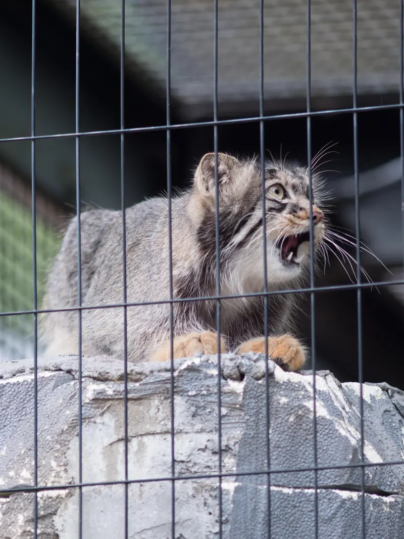 A photograph of Hide in Asahiyama Zoo