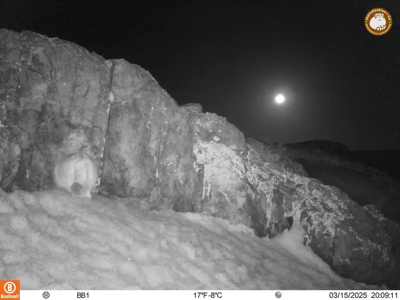 A photograph of Otocolobus manul manul from Aktas-Kunkora camera trap