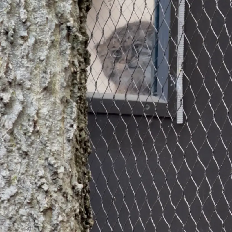A photograph of Sarnai in Prospect Park Zoo