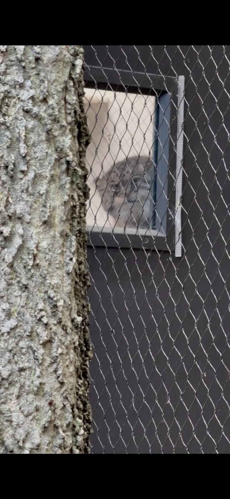 A photograph of Sarnai in Prospect Park Zoo
