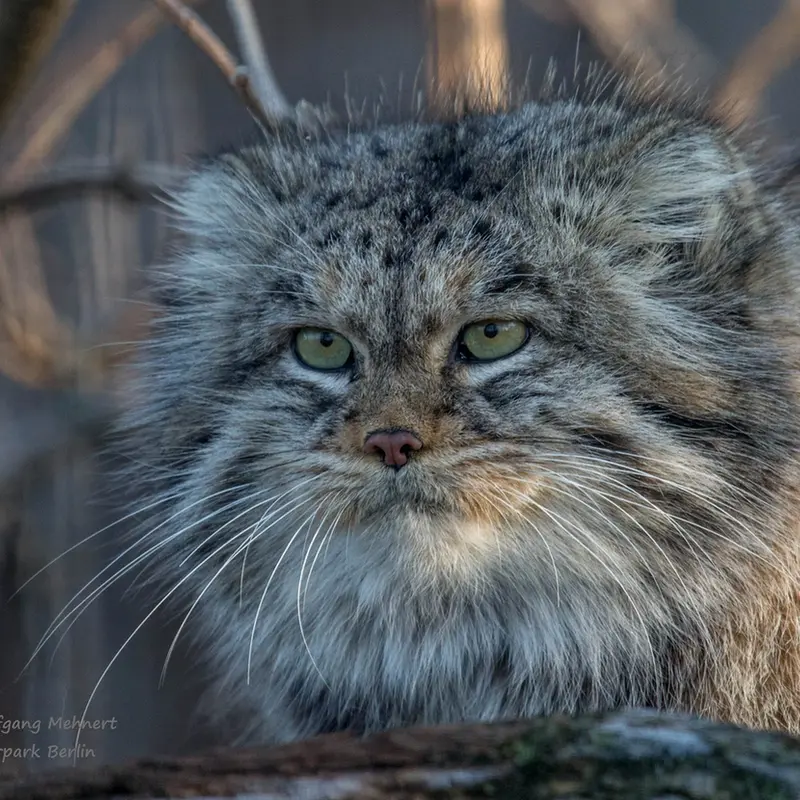 A photograph of Juran in Tierpark Berlin