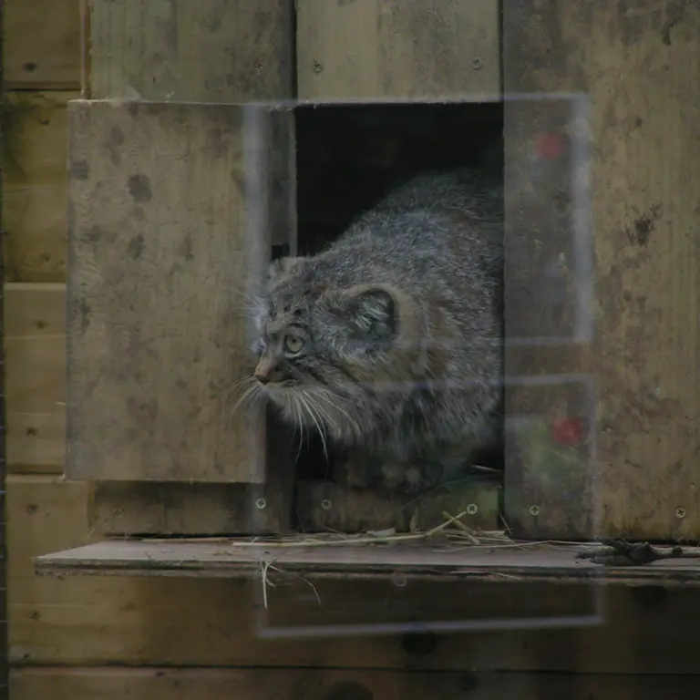 A photograph of Altai in The Lakeland Wildlife Oasis