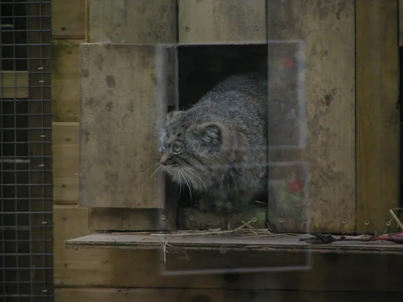 A photograph of Altai in The Lakeland Wildlife Oasis