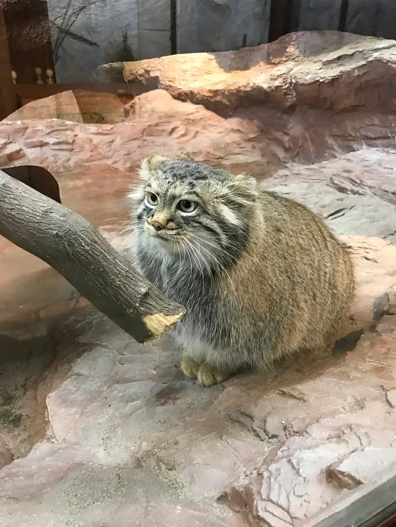 Manul of the day