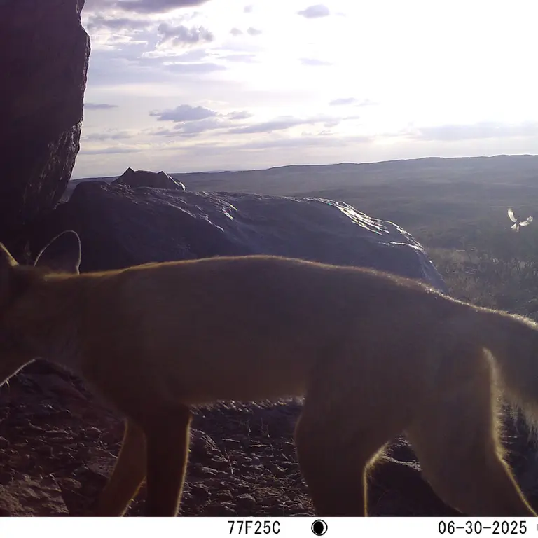 A photograph of Red fox from Koshkar [new] camera trap