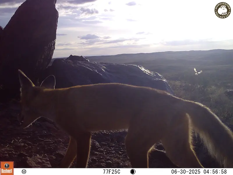 A photograph of Red fox from Koshkar [new] camera trap