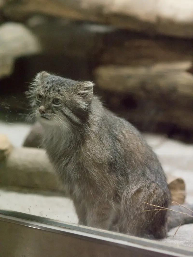 A photograph of Klyon in Ueno Zoological Gardens