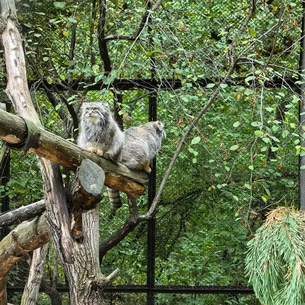 A photograph of Son of Eve 2024 Ⅰ and Sychik in Novosibirsk Zoo