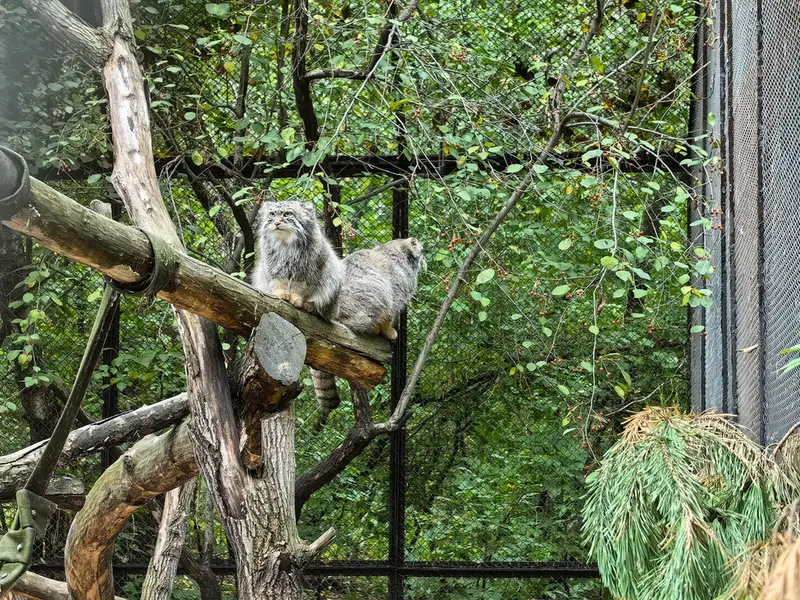 A photograph of Son of Eve 2024 Ⅰ and Sychik in Novosibirsk Zoo
