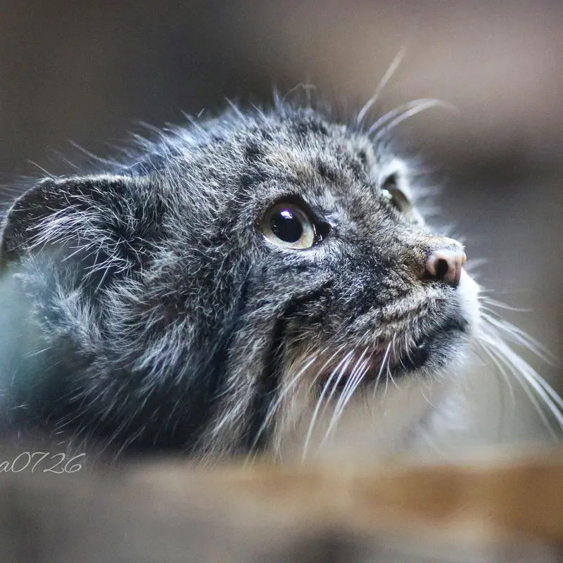 A photograph of Yus in Ueno Zoological Gardens