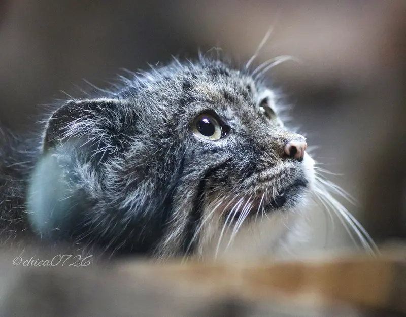 A photograph of Yus in Ueno Zoological Gardens