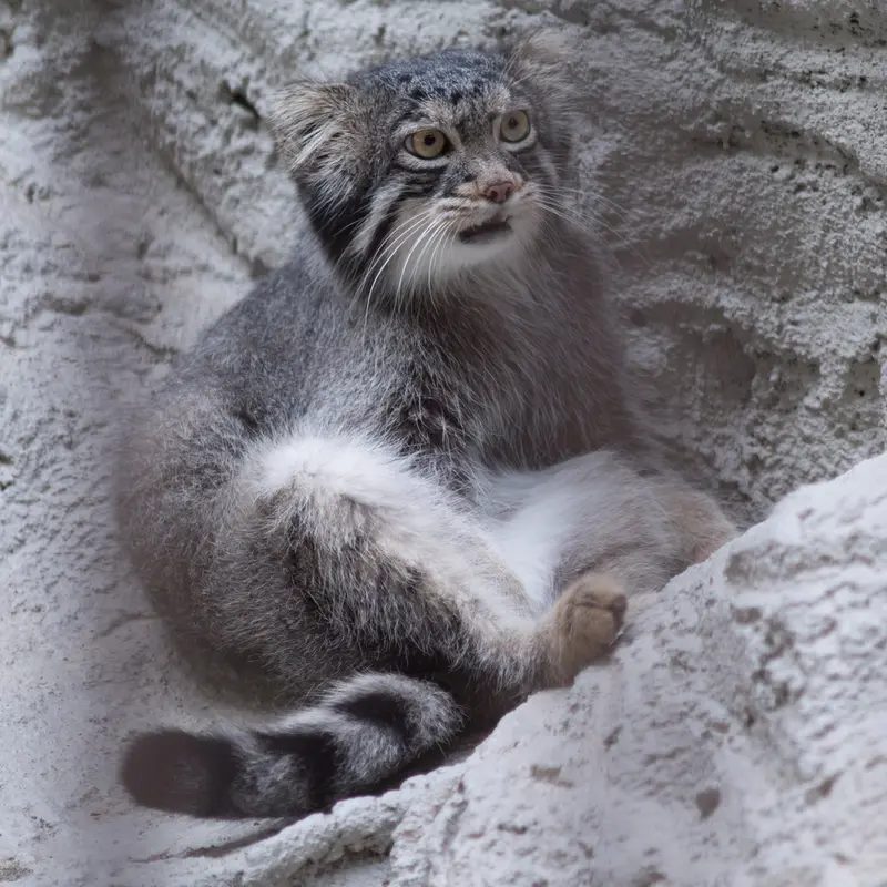 A photograph of Figa in Nogeyama Zoo