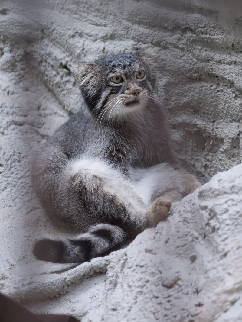 A photograph of Figa in Nogeyama Zoo
