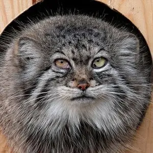 Pallu the Pallas's cat from Opole Zoo