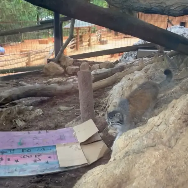 A photograph of a Pallas's cat in Mill Mountain Zoo