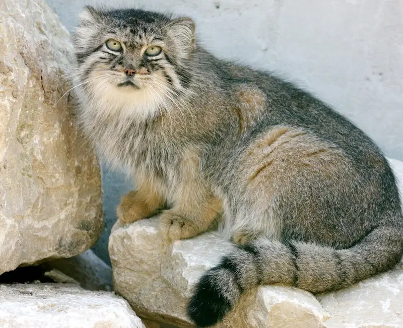 A photograph of Bree in Le Domaine des Fauves