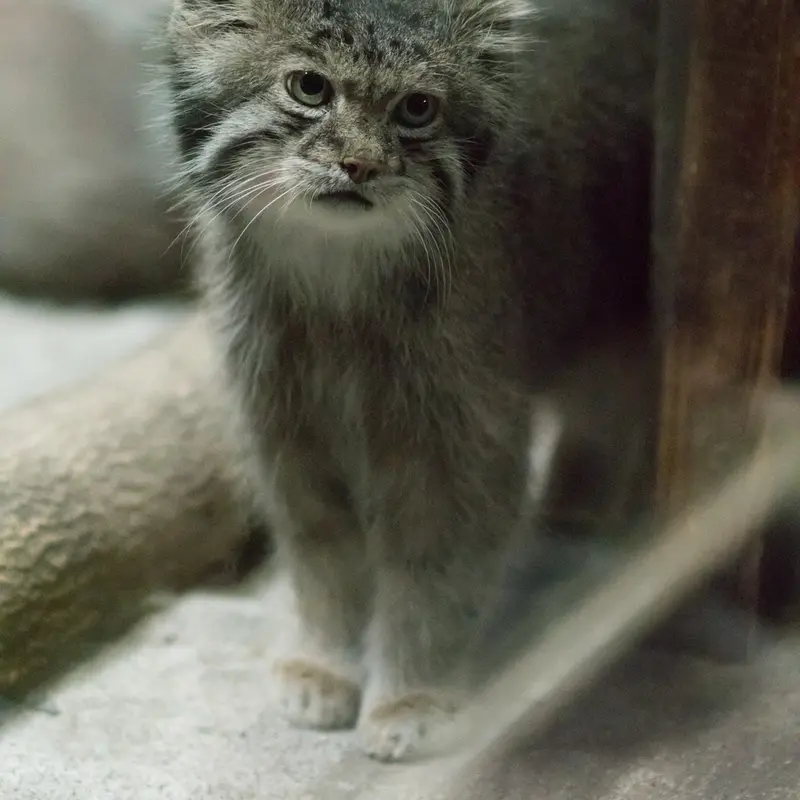 A photograph of Klyon in Ueno Zoological Gardens