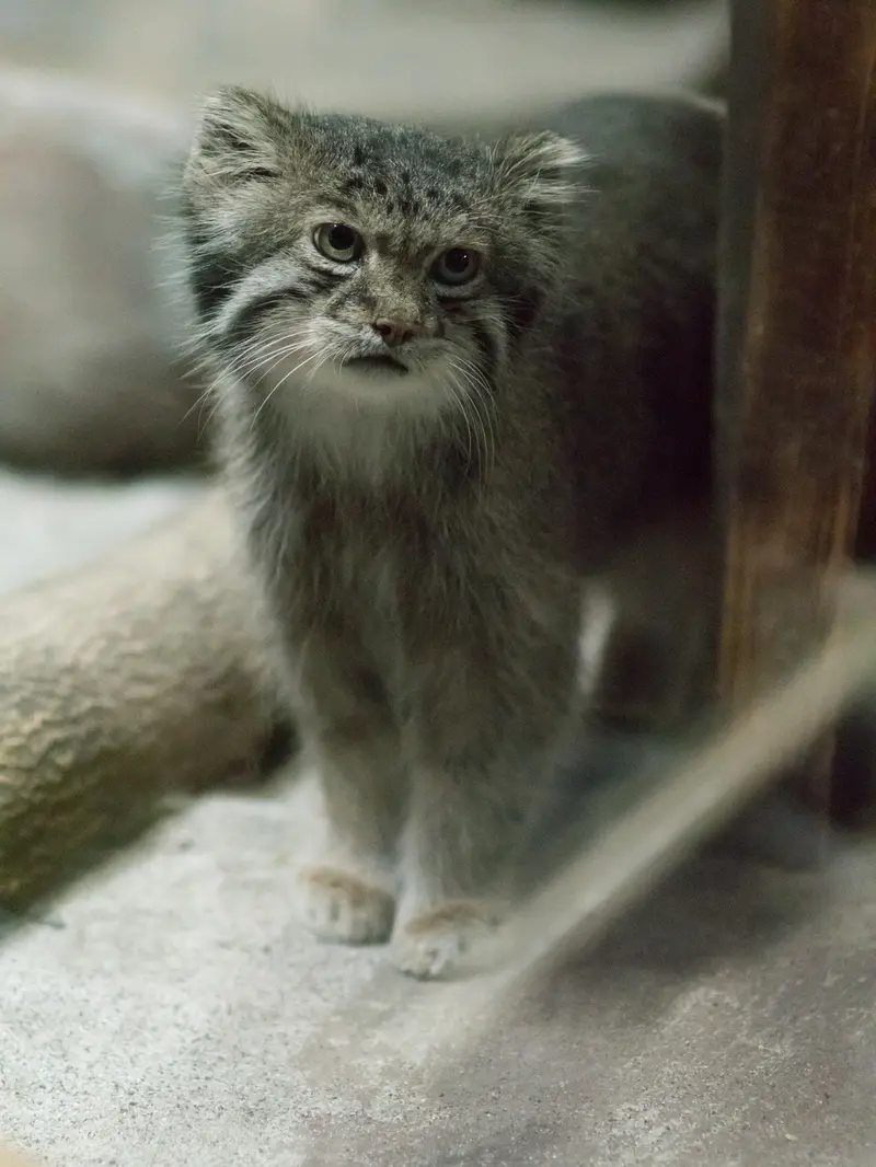 A photograph of Klyon in Ueno Zoological Gardens