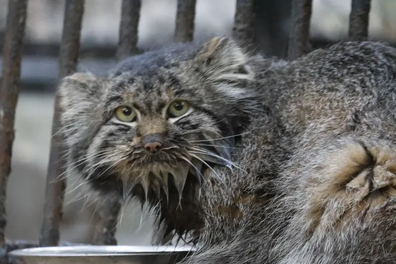 A photograph of Marik in Novosibirsk Zoo