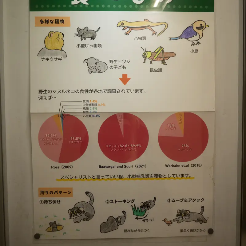 A photograph of a Pallas's cat in Nogeyama Zoo