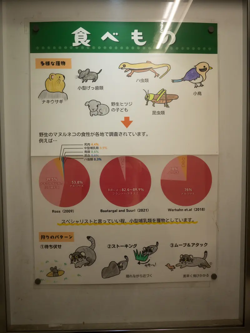 A photograph of a Pallas's cat in Nogeyama Zoo