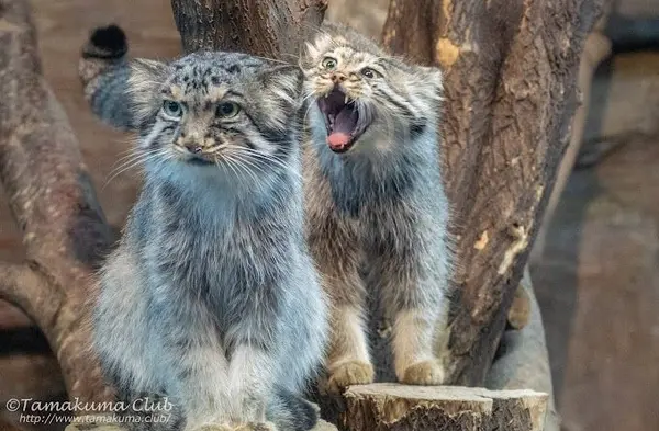 A photograph of a Pallas's cat