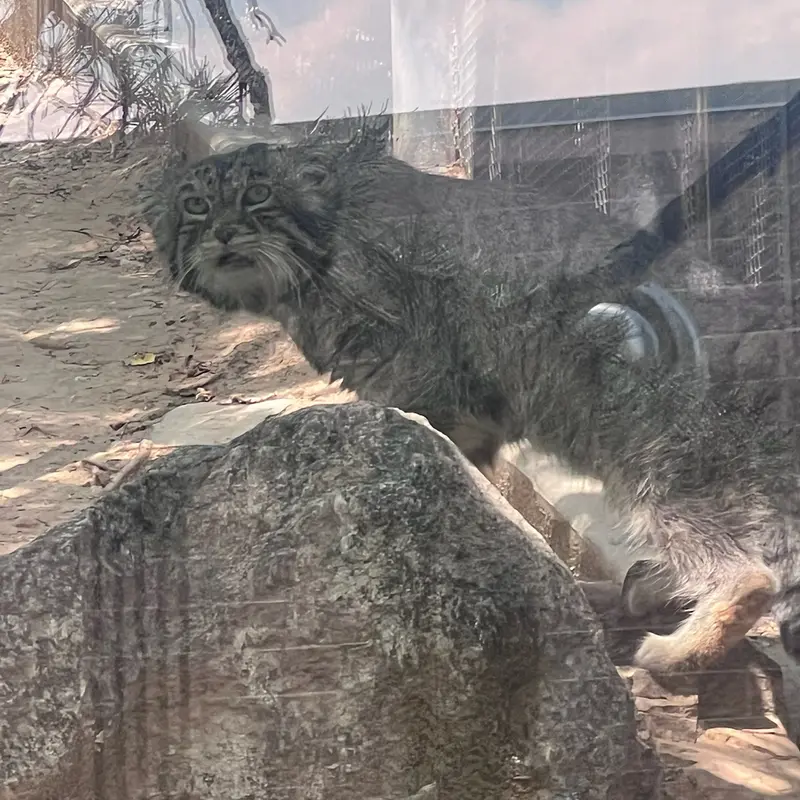 A photograph of Tai Chi in Pueblo Zoo