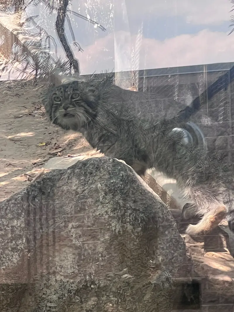 A photograph of Tai Chi in Pueblo Zoo