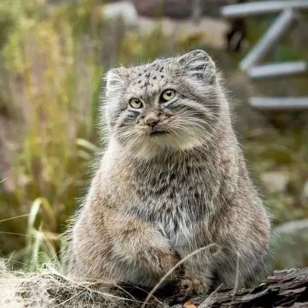 A photograph of a Pallas's cat in Wrocław Zoo
