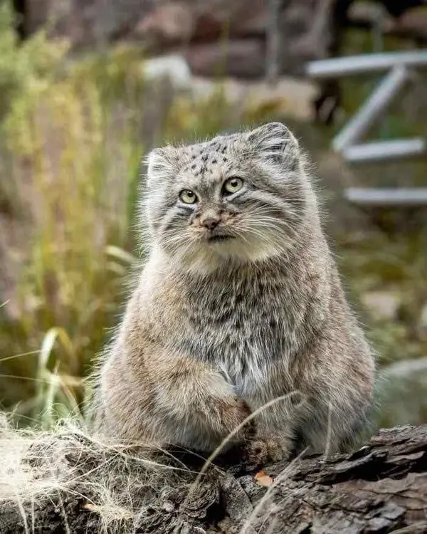 A photograph of a Pallas's cat in Wrocław Zoo