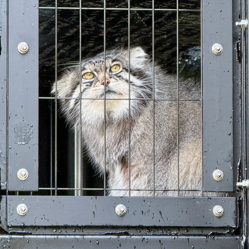 A photograph of Grusha in Asahiyama Zoo