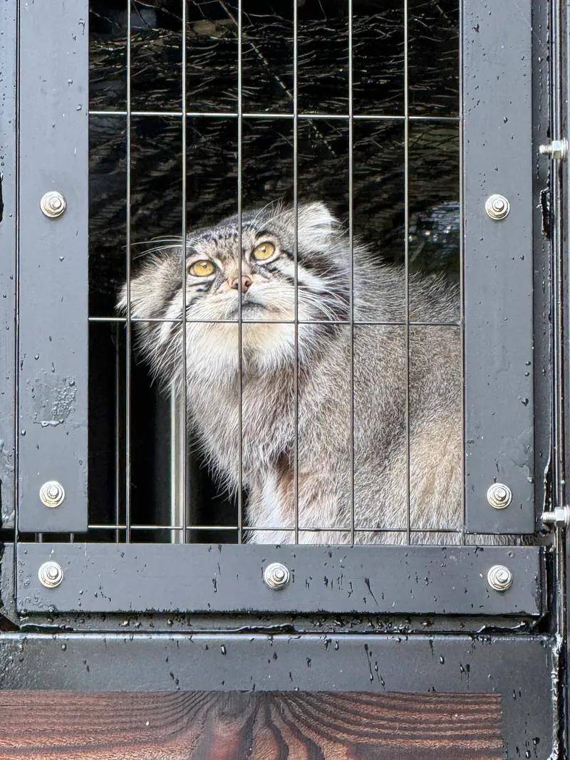 A photograph of Grusha in Asahiyama Zoo