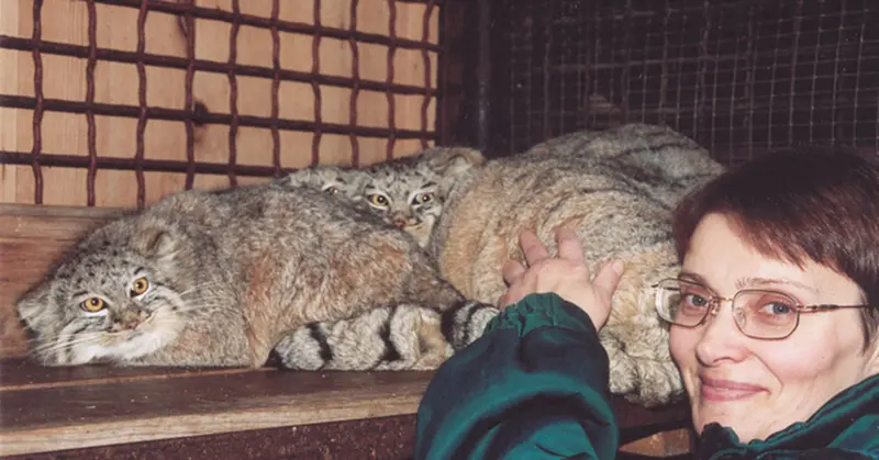 A photograph of a Pallas's cat in Moscow zoo