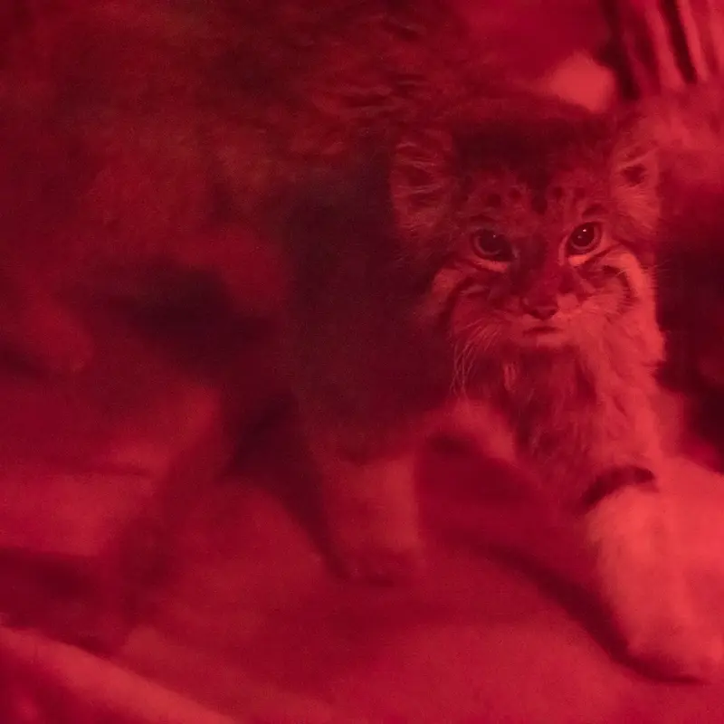 A photograph of Naim in Ueno Zoological Gardens