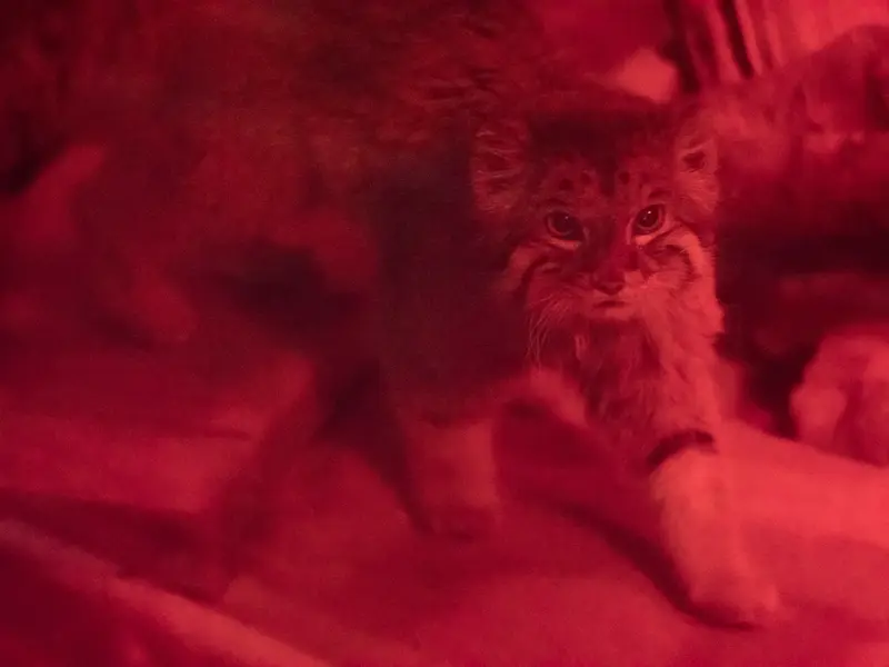 A photograph of Naim in Ueno Zoological Gardens