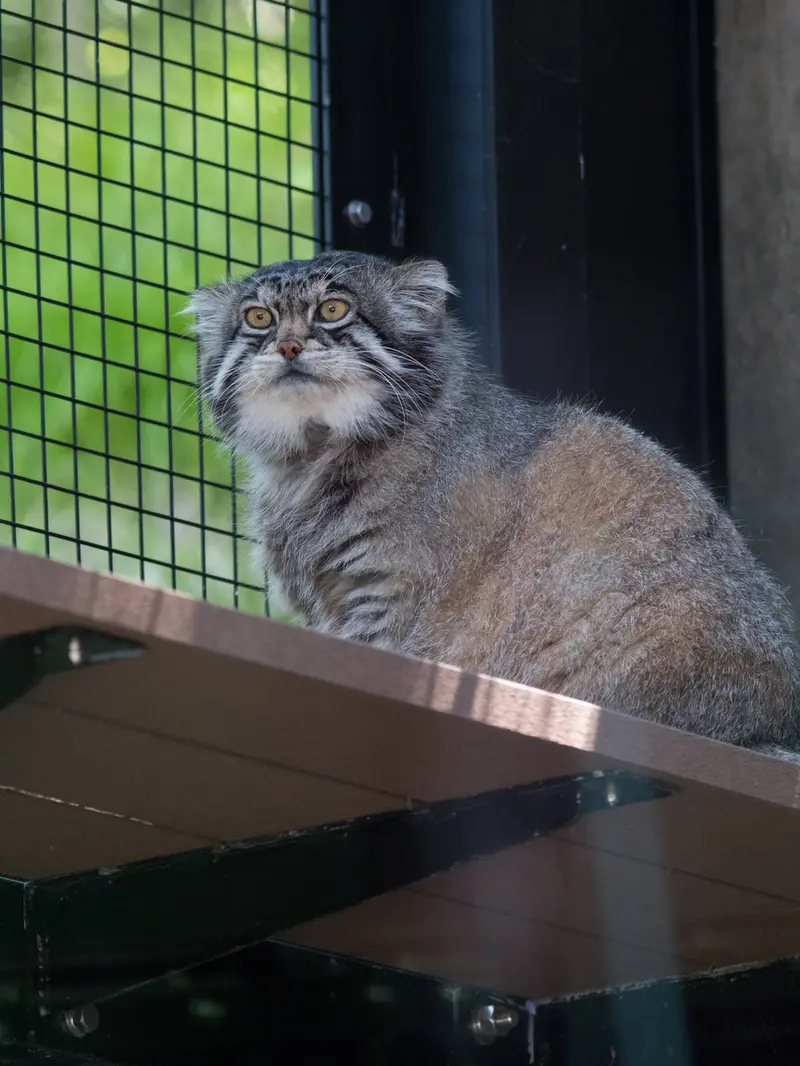 A photograph of Grusha in Asahiyama Zoo