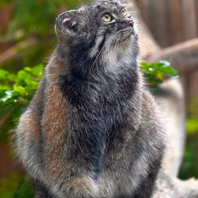 A photograph of Nar in Kobe Animal Kingdom