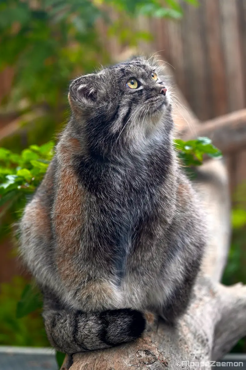 A photograph of Nar in Kobe Animal Kingdom
