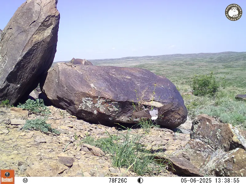 A photograph of a Pallas&#039;s cat from Koshkar camera trap