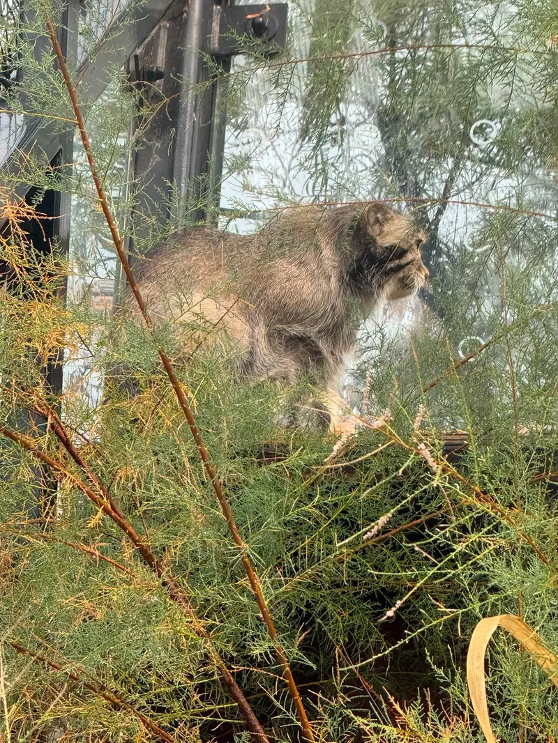 A photograph of Spay in Prague Zoo