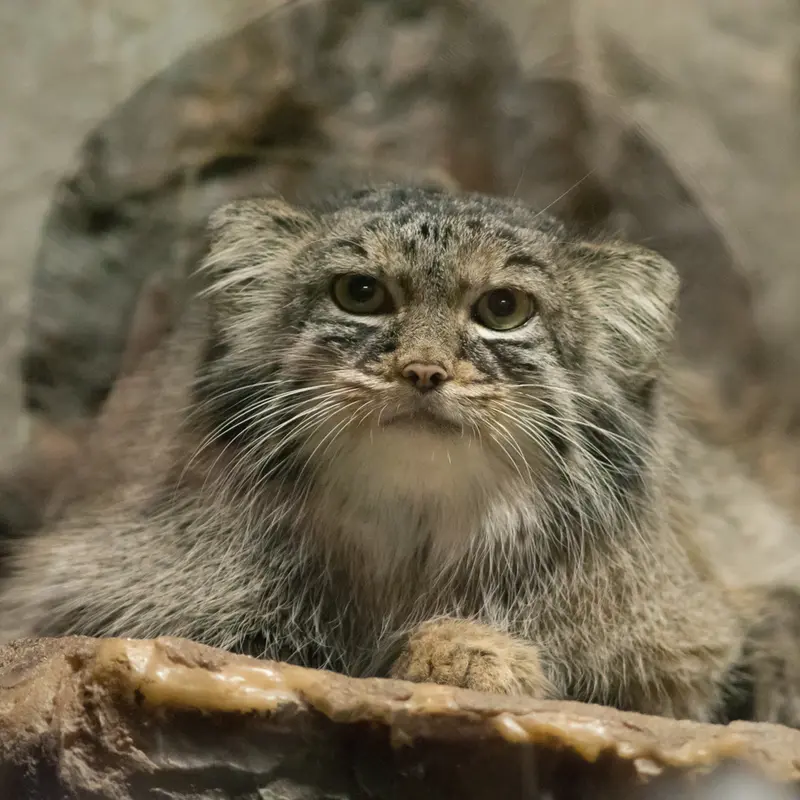 A photograph of Shafran in Ueno Zoological Gardens