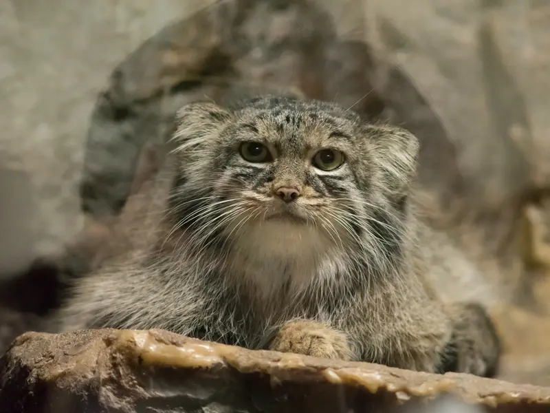 A photograph of Shafran in Ueno Zoological Gardens