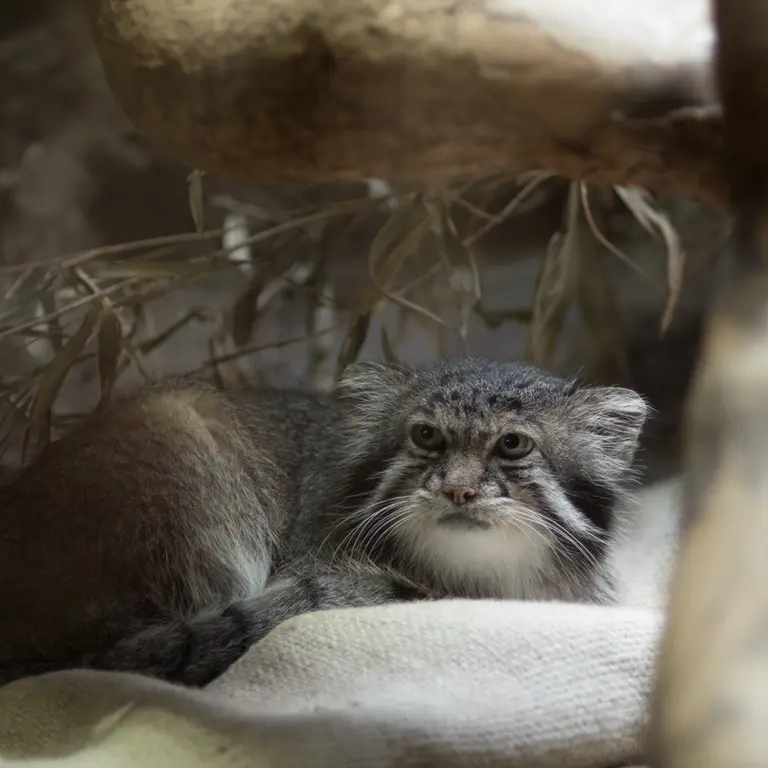 A photograph of Klyon in Ueno Zoological Gardens