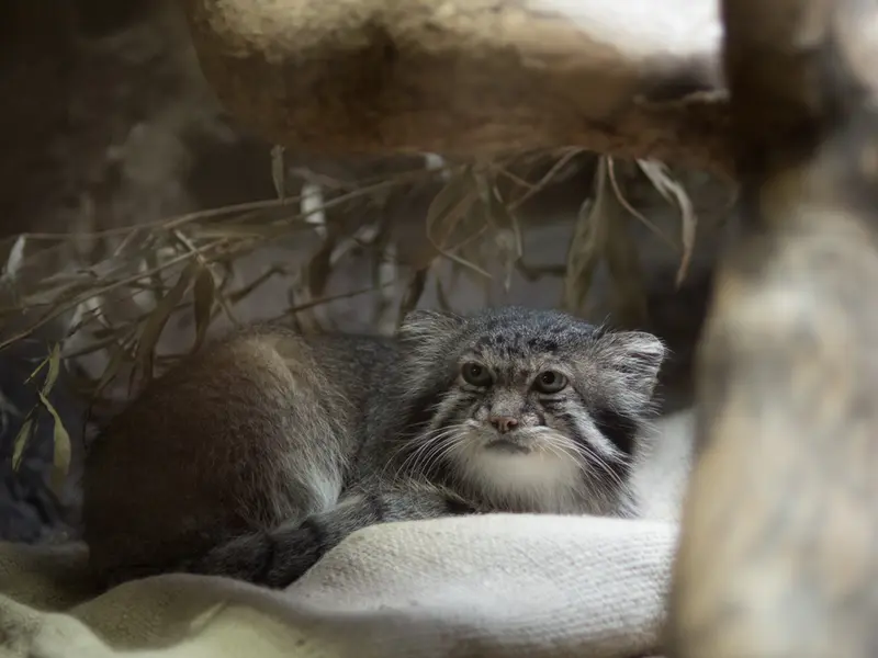 A photograph of Klyon in Ueno Zoological Gardens