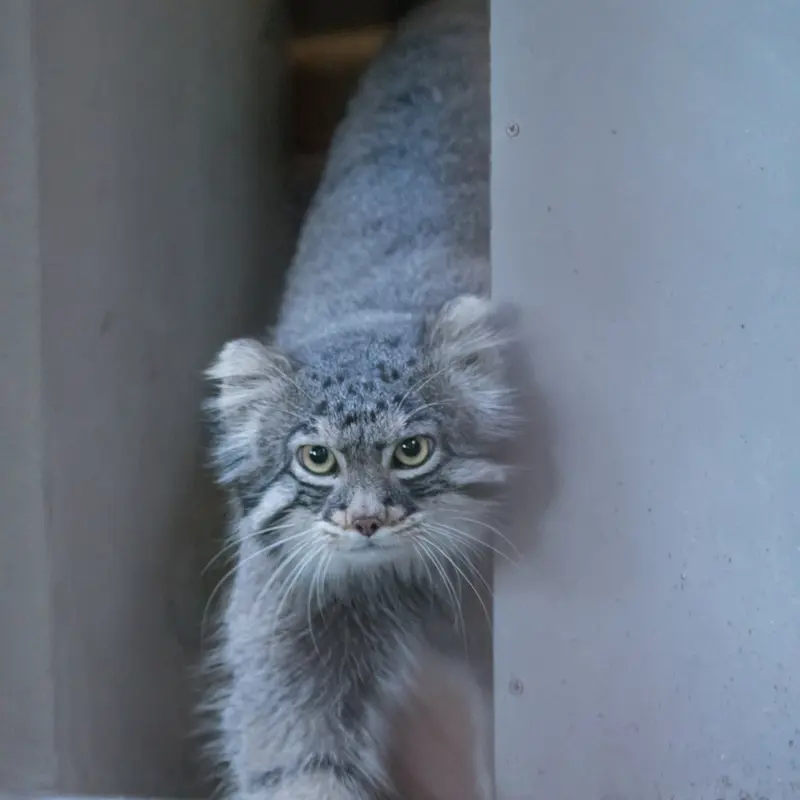 A photograph of Figa in Nogeyama Zoo