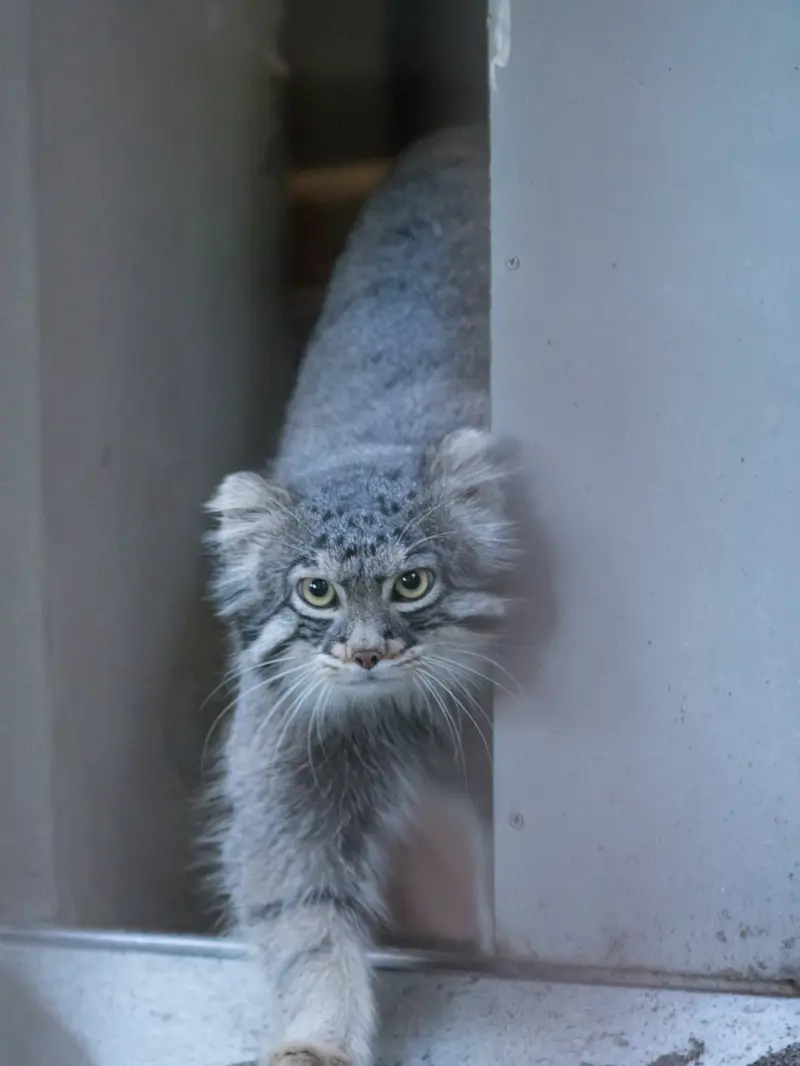 A photograph of Figa in Nogeyama Zoo