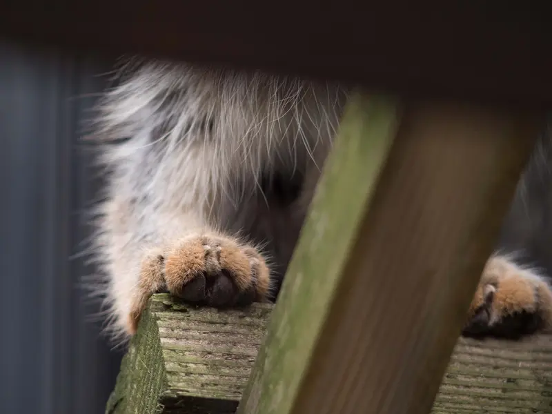 A photograph of Hide in Asahiyama Zoo