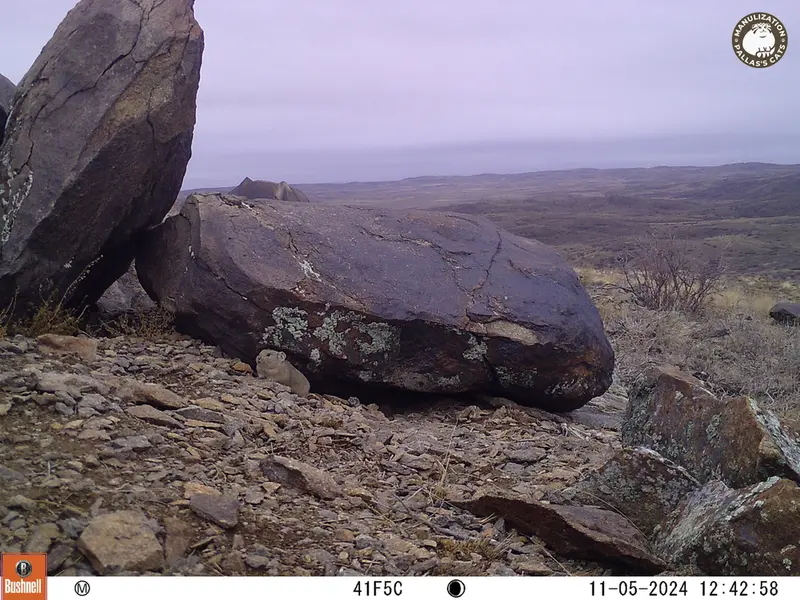 A photograph of Kazakh pika from Koshkar camera trap