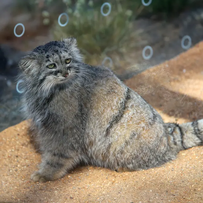 A photograph of Prinsessa in Prague Zoo