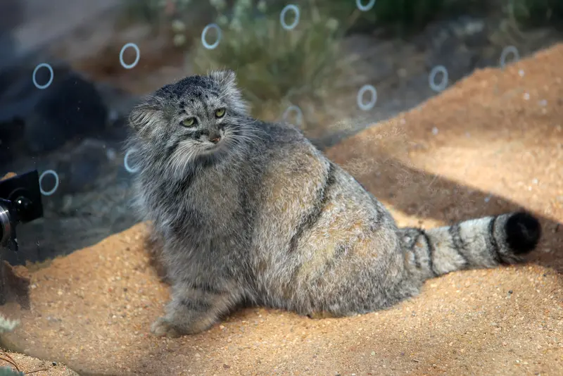 A photograph of Prinsessa in Prague Zoo